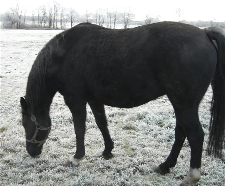 Anden særlig race Dansk varmblod - Zoya billede 8