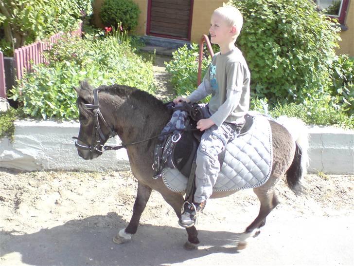 Shetlænder Lille skid (Solgt) - Lille Skid og min lillebror (: billede 4