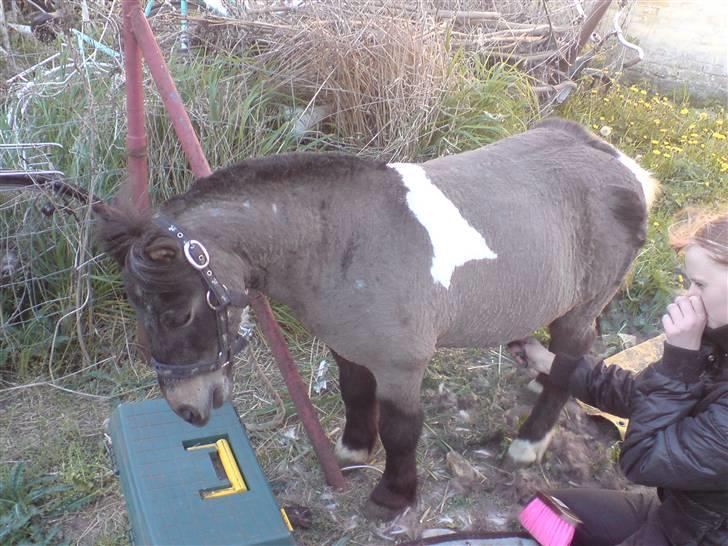 Shetlænder Lille skid (Solgt) - Lille Skid næsten færdig med at blive klippet :D Han er blevet rigtig flot nu :D billede 5