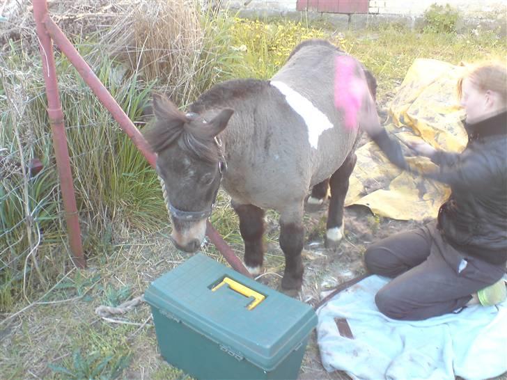 Shetlænder Lille skid (Solgt) - Lille Skid så fiiin :D billede 6