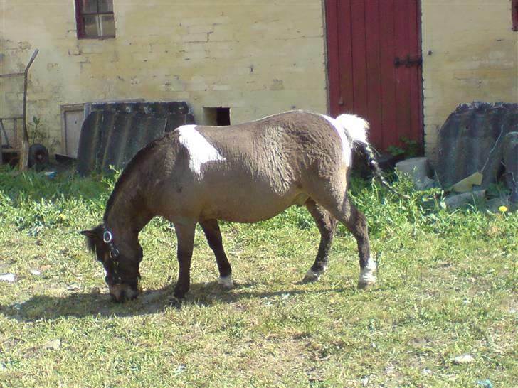 Shetlænder Lille skid (Solgt) - Han har fået et Fint L på låret :D hehe  billede 7