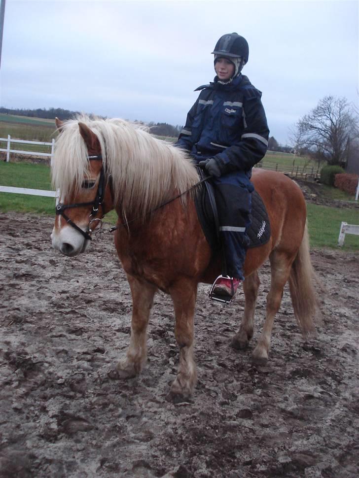 Haflinger Mikado - Vi kan også ride når det er koldt (: billede 15