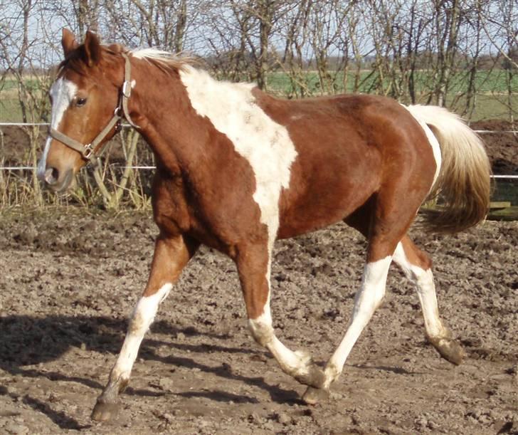 Pinto ¤ Nørringsholms Rubin ¤ - 20-03-2009 billede 10