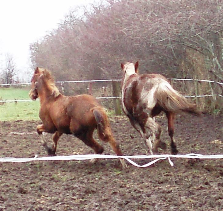 Pinto ¤ Nørringsholms Rubin ¤ - 9 December 2008 billede 12