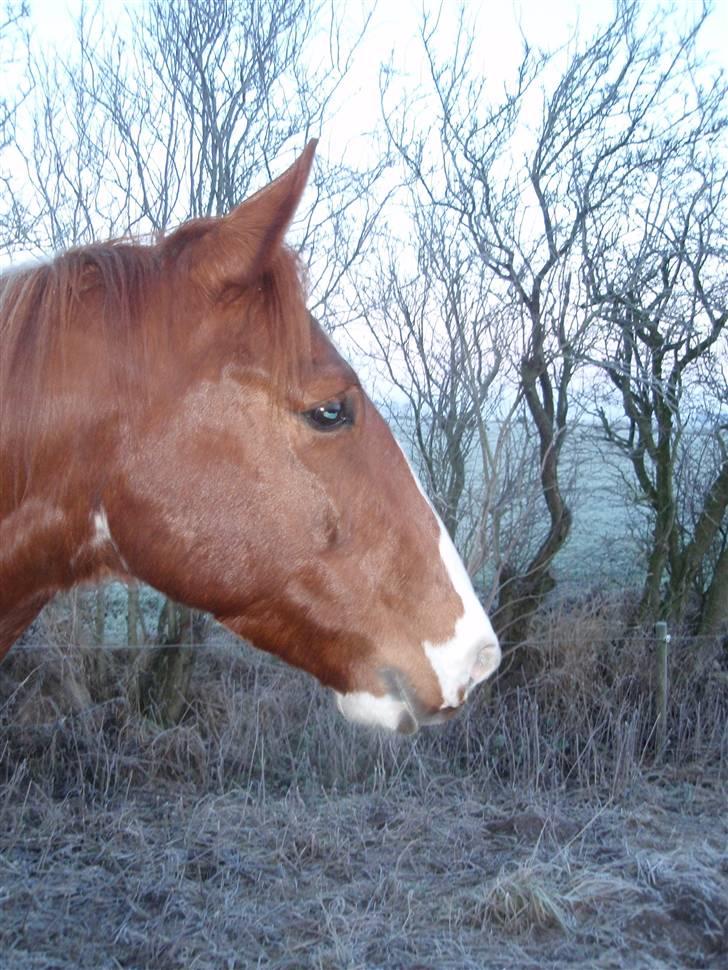 Pinto Kasho billede 8