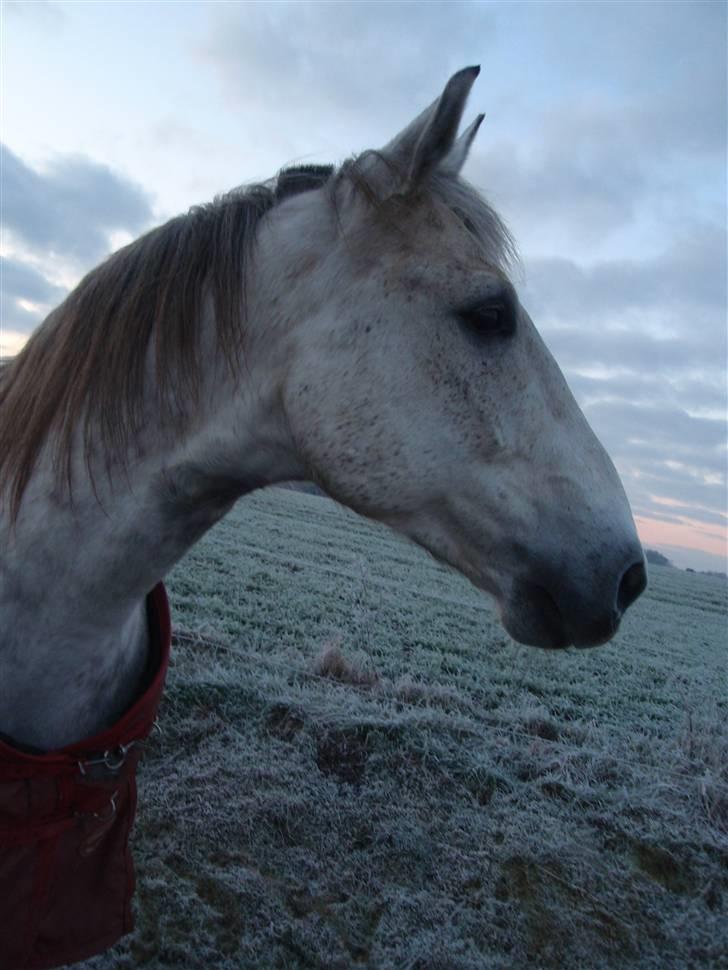 Anden særlig race Casey billede 9