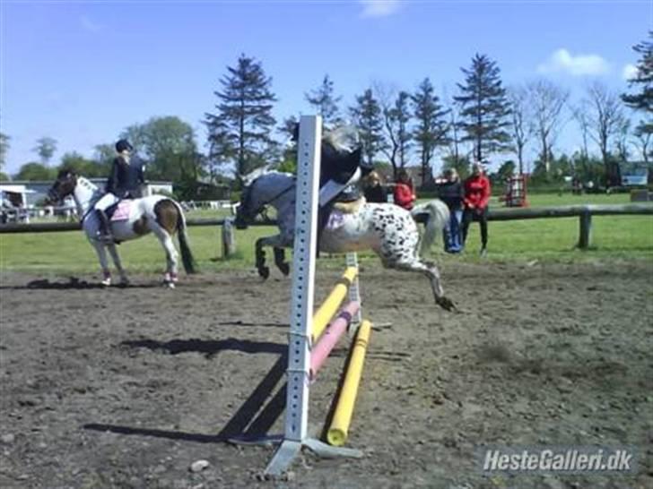 Knabstrupper pippi<33R.I.P. MY ANGEL<3 billede 9