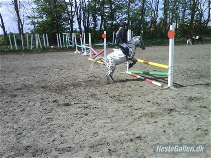 Knabstrupper pippi<33R.I.P. MY ANGEL<3 billede 10