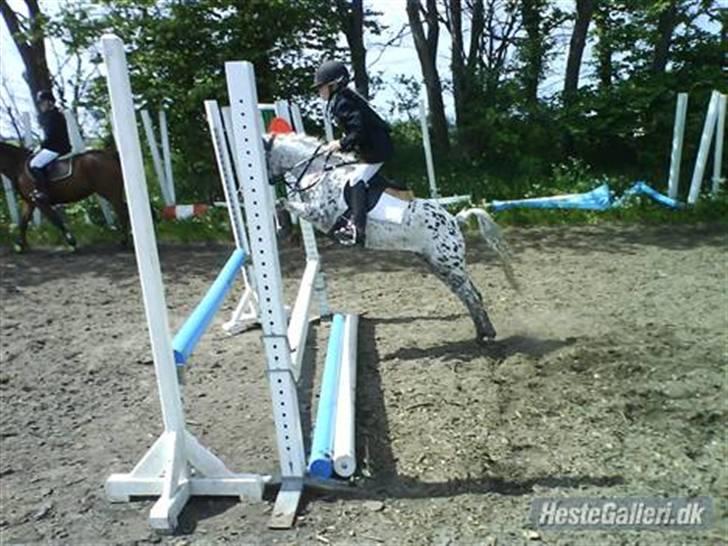 Knabstrupper pippi<33R.I.P. MY ANGEL<3 billede 11