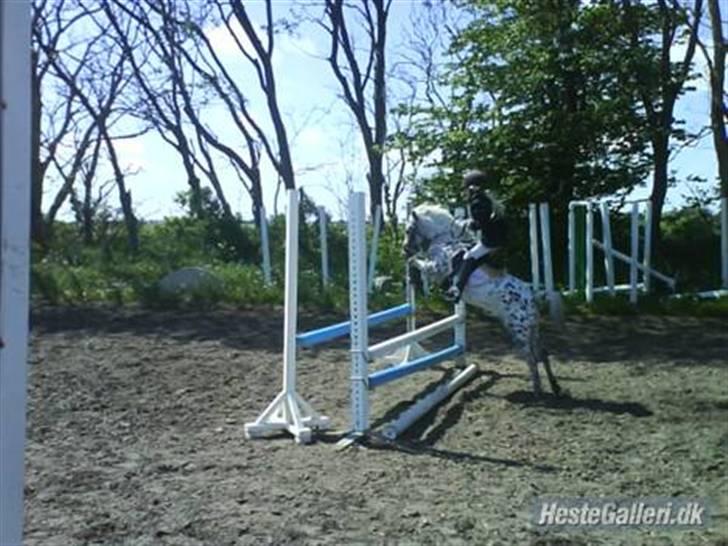 Knabstrupper pippi<33R.I.P. MY ANGEL<3 billede 19