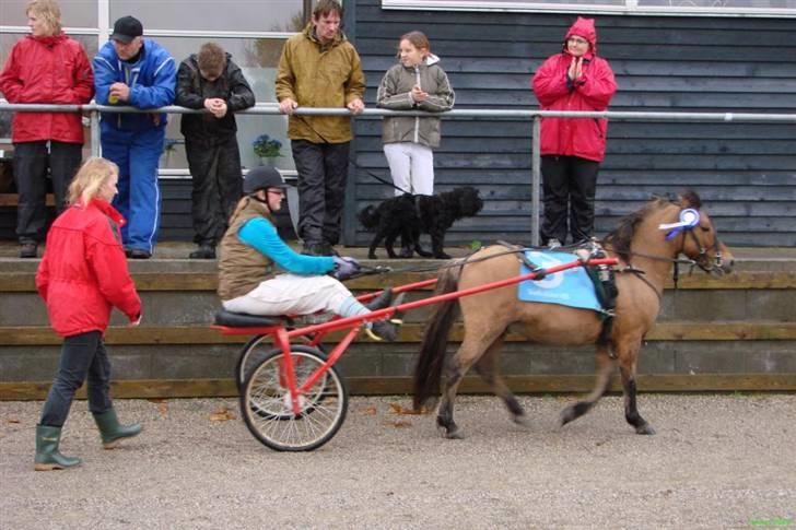 Anden særlig race Jerry Part gl. part - Igen hvor vi lige har været til præmie overrakelse hvor vi vandt en 2 plads:) billede 3