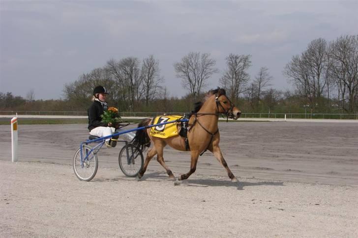 Anden særlig race Jerry Part gl. part - Igen helena og jerry for fuld fart:) billede 7