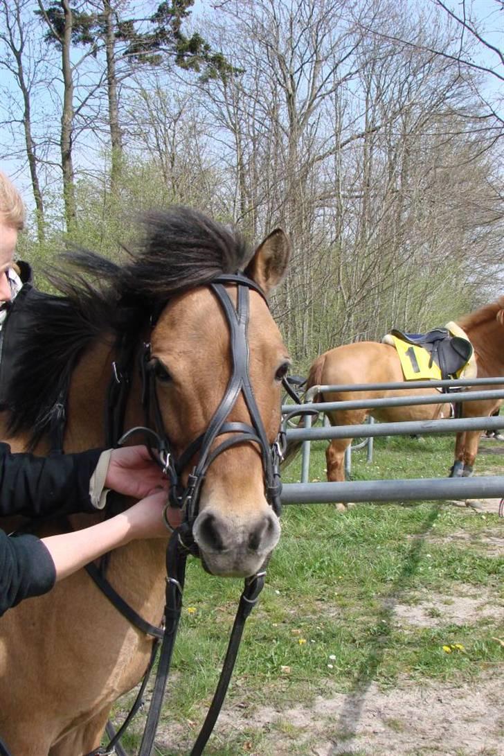 Anden særlig race Jerry Part gl. part - jerry:) billede 11