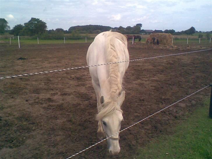 Anden særlig race fantasie - jeg kan næsten nå græsset billede 10