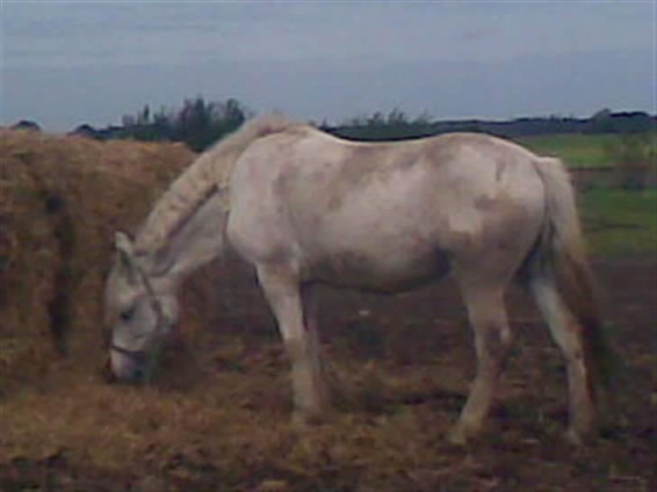 Anden særlig race fantasie - mm dejligt halm billede 11