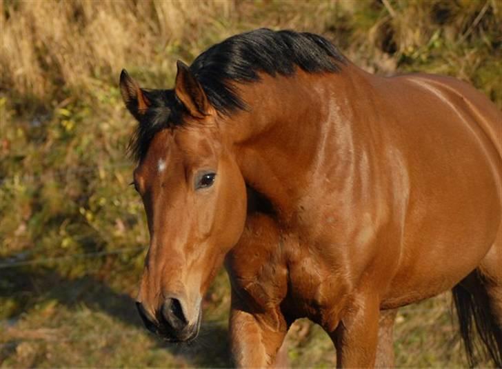 Pinto Hoelgaards Heart Breaker  - 10.12. 2008 - Foto: Jani Pedersen billede 9