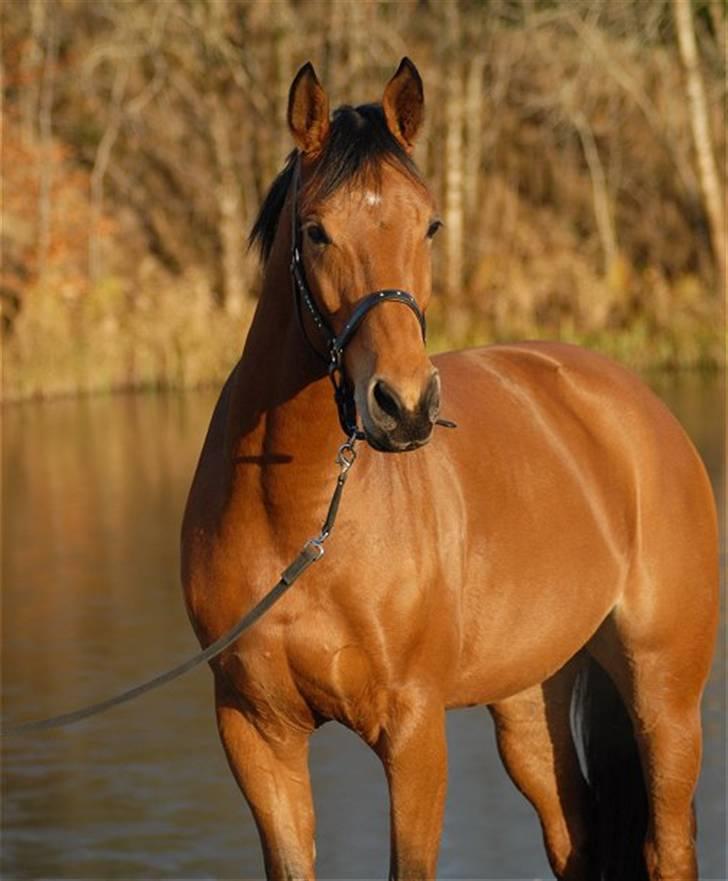 Pinto Hoelgaards Heart Breaker  - 10.12. 2008 - Foto: Jani Pedersen billede 10