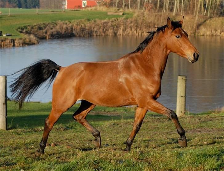 Pinto Hoelgaards Heart Breaker  - 10.12. 2008 - Foto: Jani Pedersen billede 11