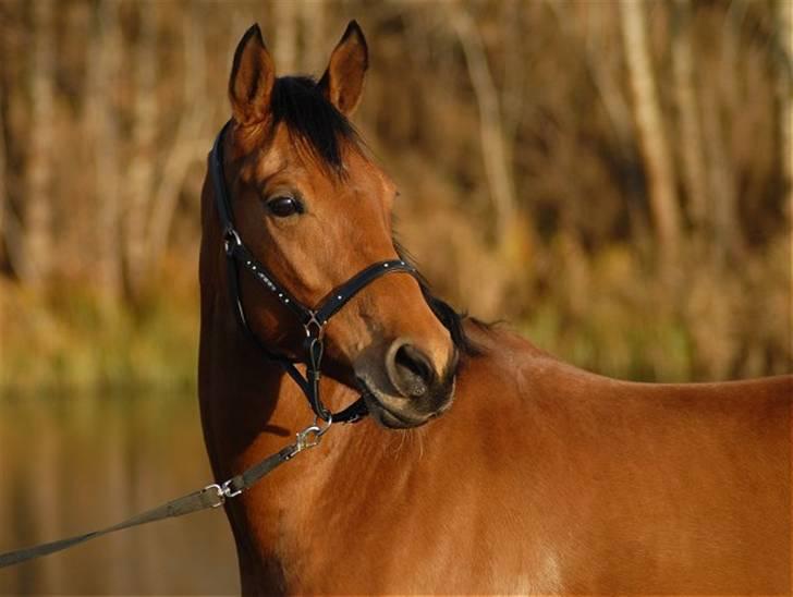 Pinto Hoelgaards Heart Breaker  - 10.12. 2008 - Foto: Jani Pedersen billede 13