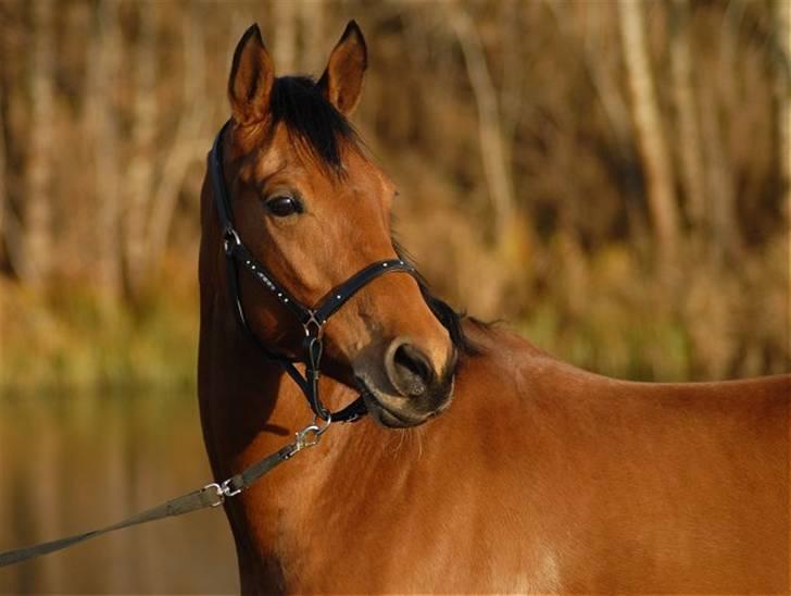 Pinto Hoelgaards Heart Breaker  - 10.12. 2008 - Foto: Jani Pedersen billede 13