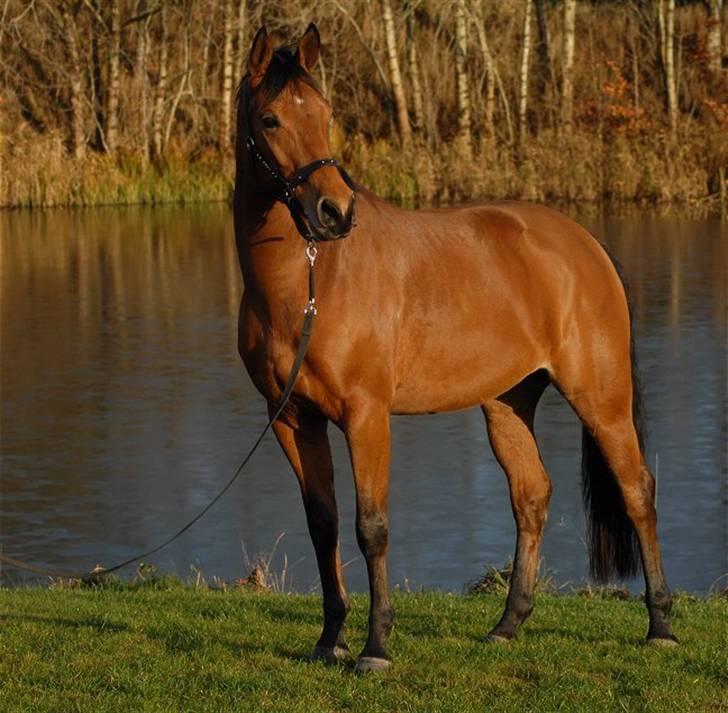 Pinto Hoelgaards Heart Breaker  - 10.12. 2008 - Foto: Jani Pedersen billede 15