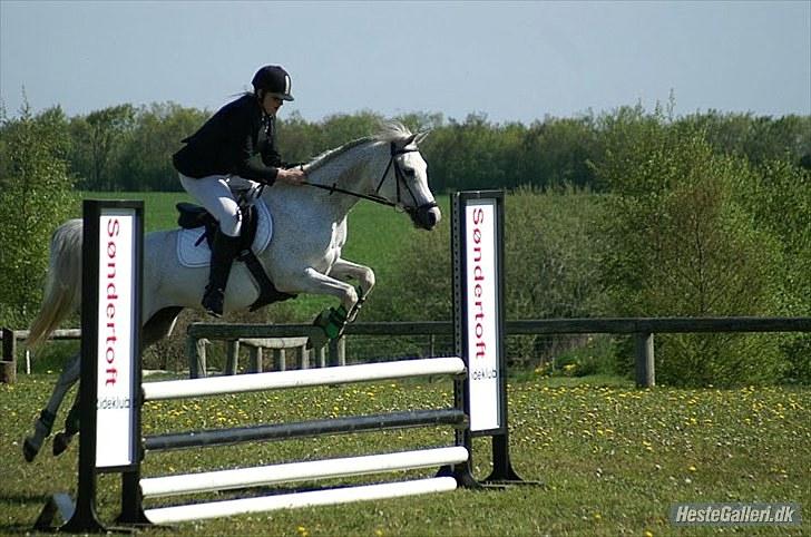 Arabisk fuldblod (OX) Birkeholm's Zajin Celinna billede 15