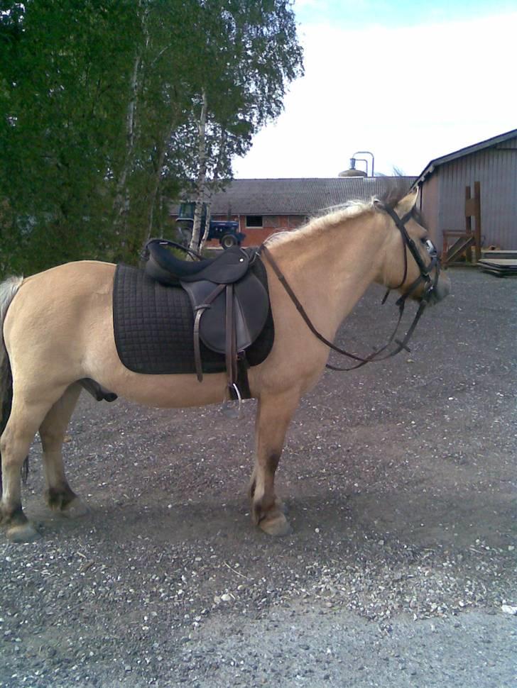 Anden særlig race felix - efter en dejlig tur billede 1