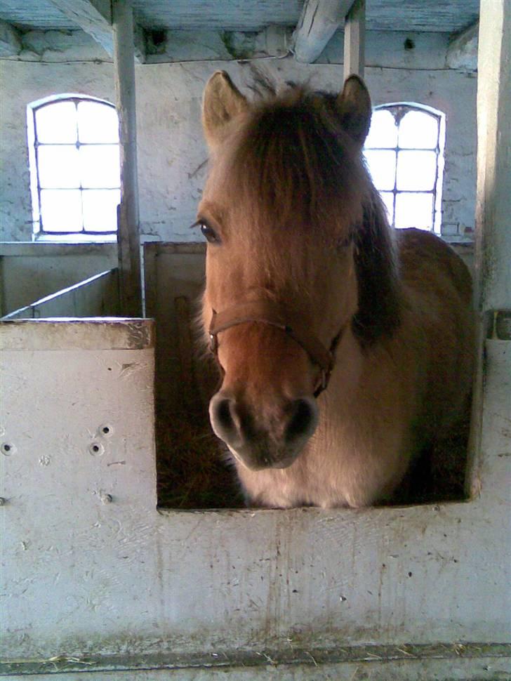 Anden særlig race felix - har du noget til mig? billede 2