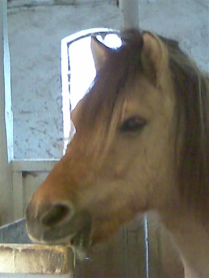 Anden særlig race felix - mmm har lige fået et æble billede 3