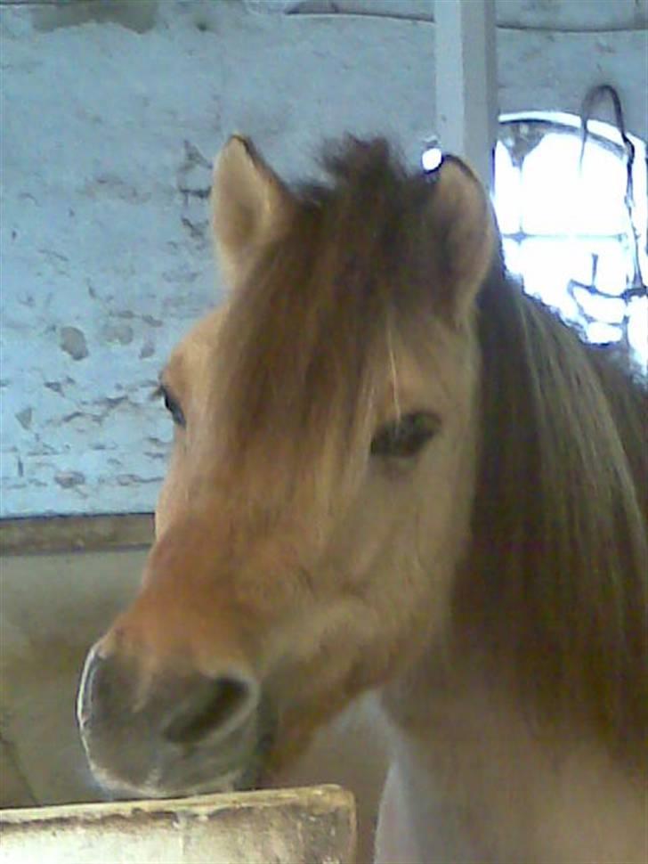 Anden særlig race felix - jeg er så god foto model billede 4