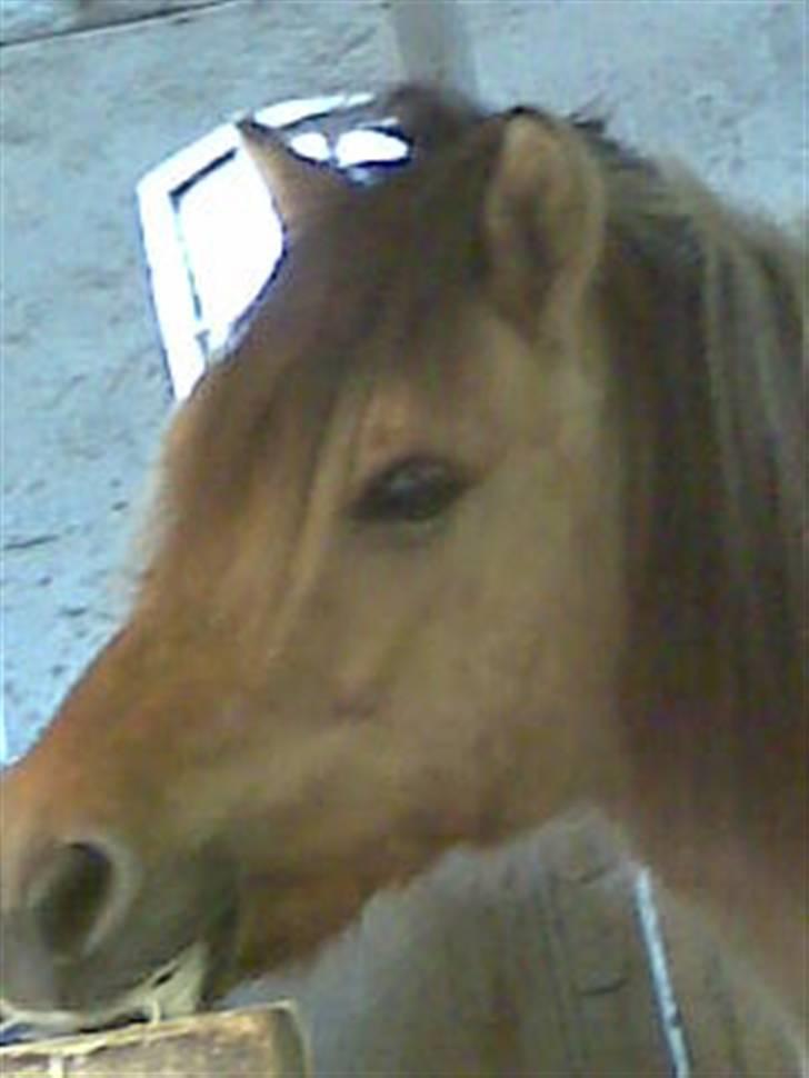 Anden særlig race felix - jeg har et vågen øje med dig billede 5