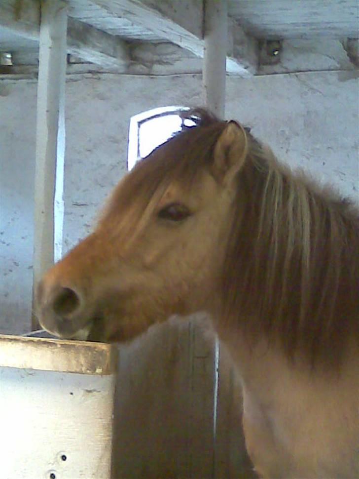 Anden særlig race felix - dig mig vi to billede 6