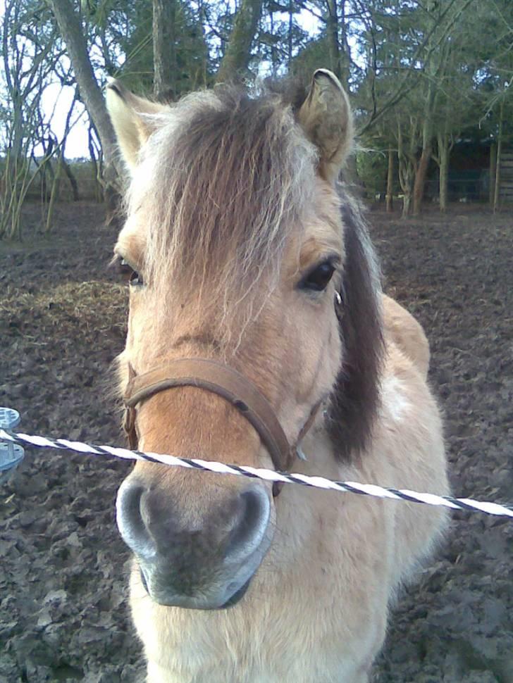 Anden særlig race felix - du er så sød billede 9