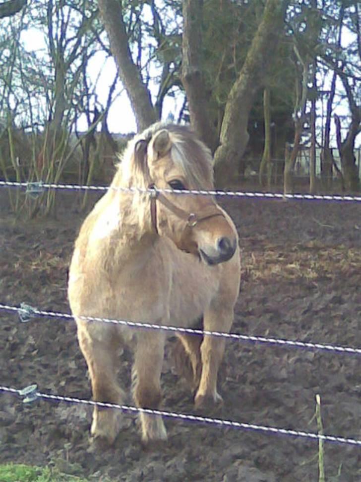 Anden særlig race felix - hey i glemte mig billede 10