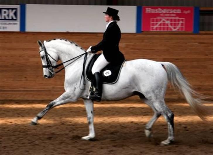 Trakehner Imagine - PSG Hestehaven marts 2008. Red 63,25% og blev 1. uplaceret. billede 2