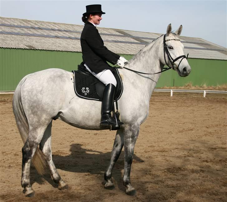 Trakehner Imagine - Debut i MB1 i Hestehaven marts 2006. Red 63,6 % billede 3