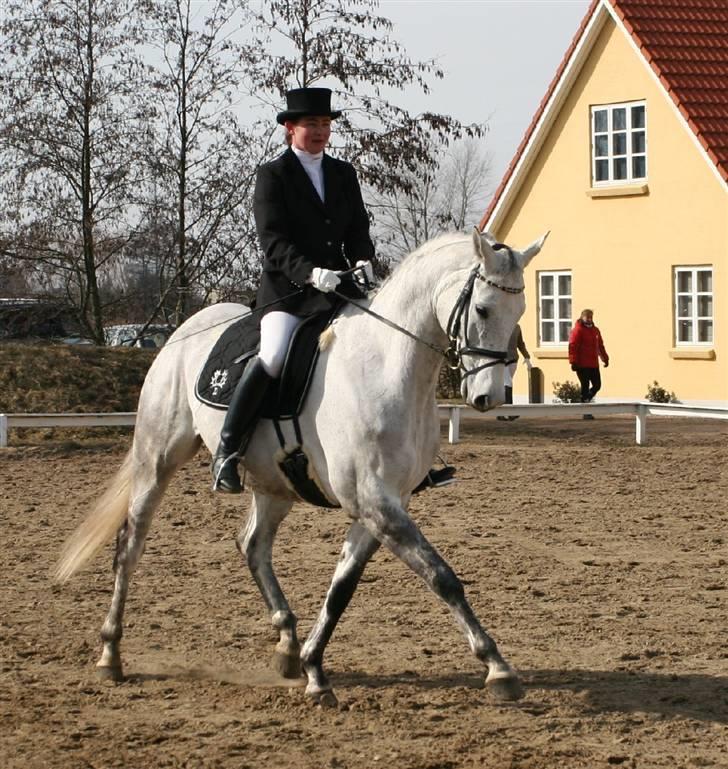 Trakehner Imagine - Debut i MB1 i Hestehaven marts 2006. Red 63,6 % billede 4