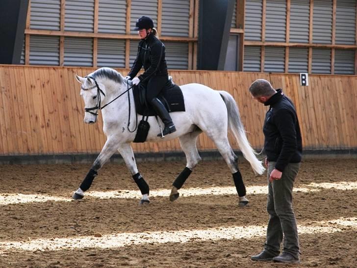 Trakehner Imagine - Dressurkursus ved Per Sandgård. April 2008 billede 5