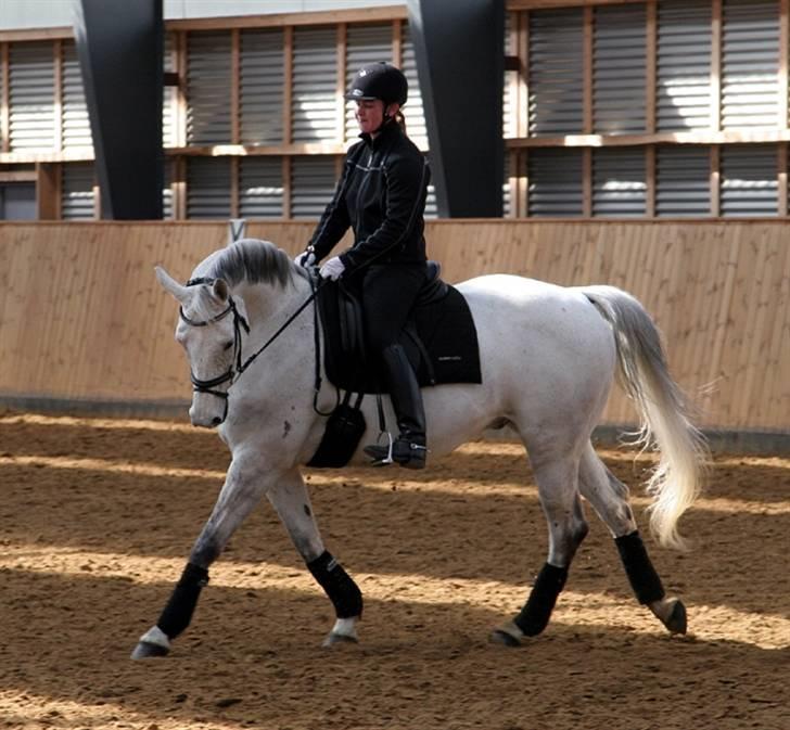 Trakehner Imagine - Dressurkursus ved Per Sandgård. April 2008 billede 6