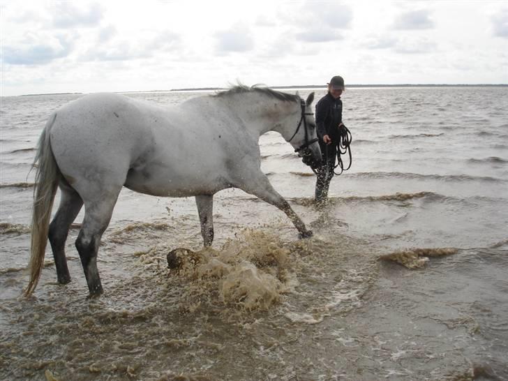 Trakehner Imagine - Hygge i Marbæk sensommer 2008 billede 7