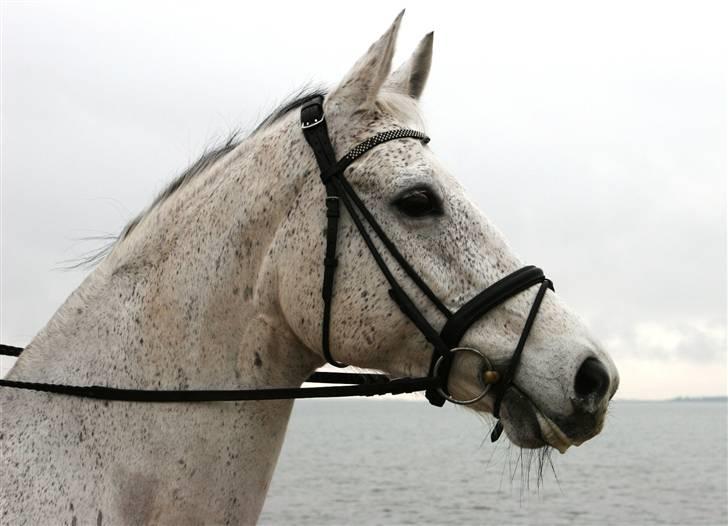 Trakehner Imagine - Hygge i Marbæk sensommer 2008 billede 9