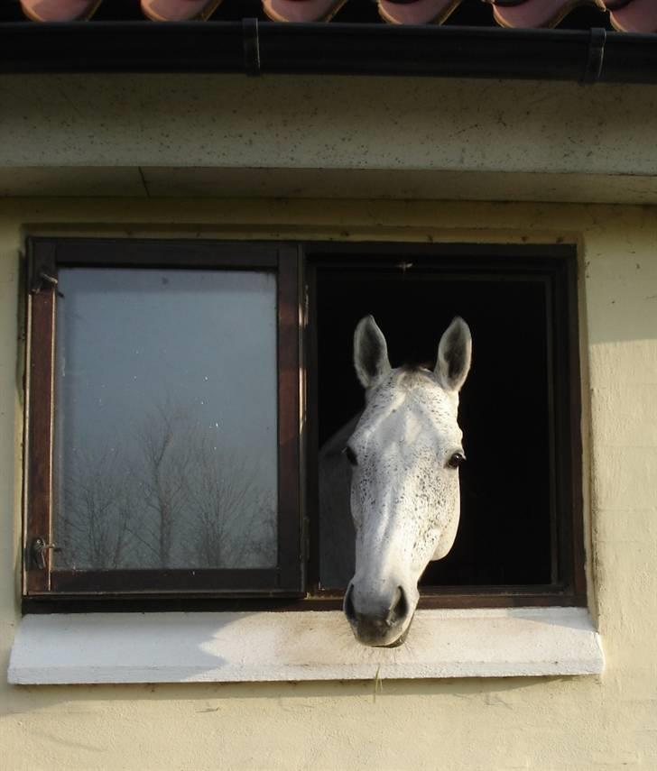Trakehner Imagine - Hvem der ? Kigger lige ud af vinduet fra sin boks. billede 12