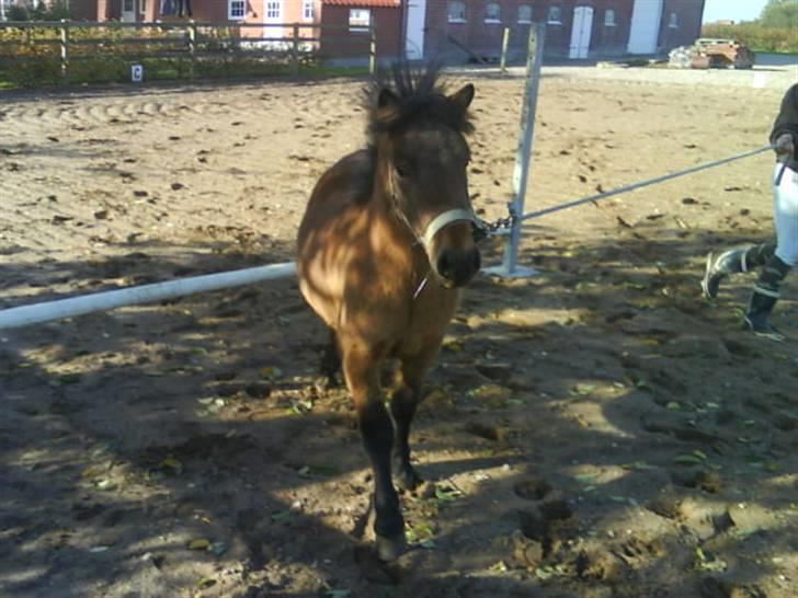 Anden særlig race Coda<3  - Vi kom over springet.. billede 7