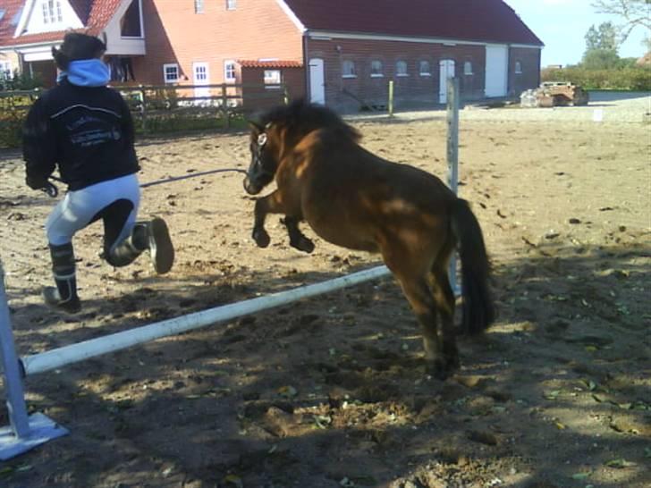 Anden særlig race Coda<3  - Jubii.. spring.. billede 8