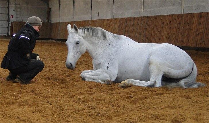 Trakehner Imagine - En af vores kunster - at ligge ned! billede 16