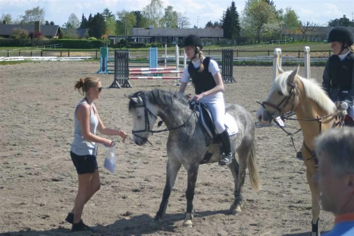 New Forest Firfod Filejs - Solgt - Præmieoverakelse LB-LA? - VEK Maj 08. billede 20