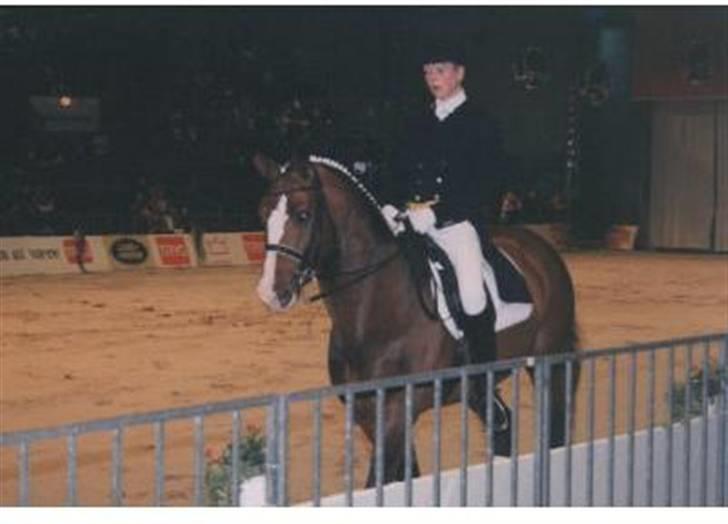 Dansk Varmblod Agat   - BlueHors Agant, Agat´s far. billede 16