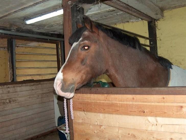 Welsh Pony af Cob-type (sec C) Dorthealyst Leading Star† - Billedet taget hjemme hos Fridas ejer Sabrina  billede 3
