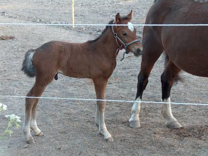 Welsh Pony af Cob-type (sec C) Dorthealyst Leading Star† - Fridas smukke føl Amazing Star  billede 4