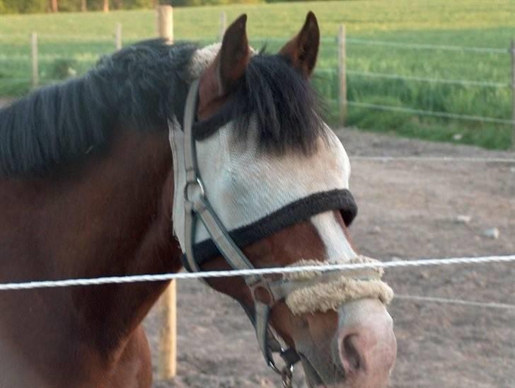 Welsh Pony af Cob-type (sec C) Dorthealyst Leading Star† - Billede fra et af mine besøg hjemme hos Fridas ejer, før jeg fik hende hjem billede 5
